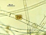 discosporangium mesarthrocarpum6